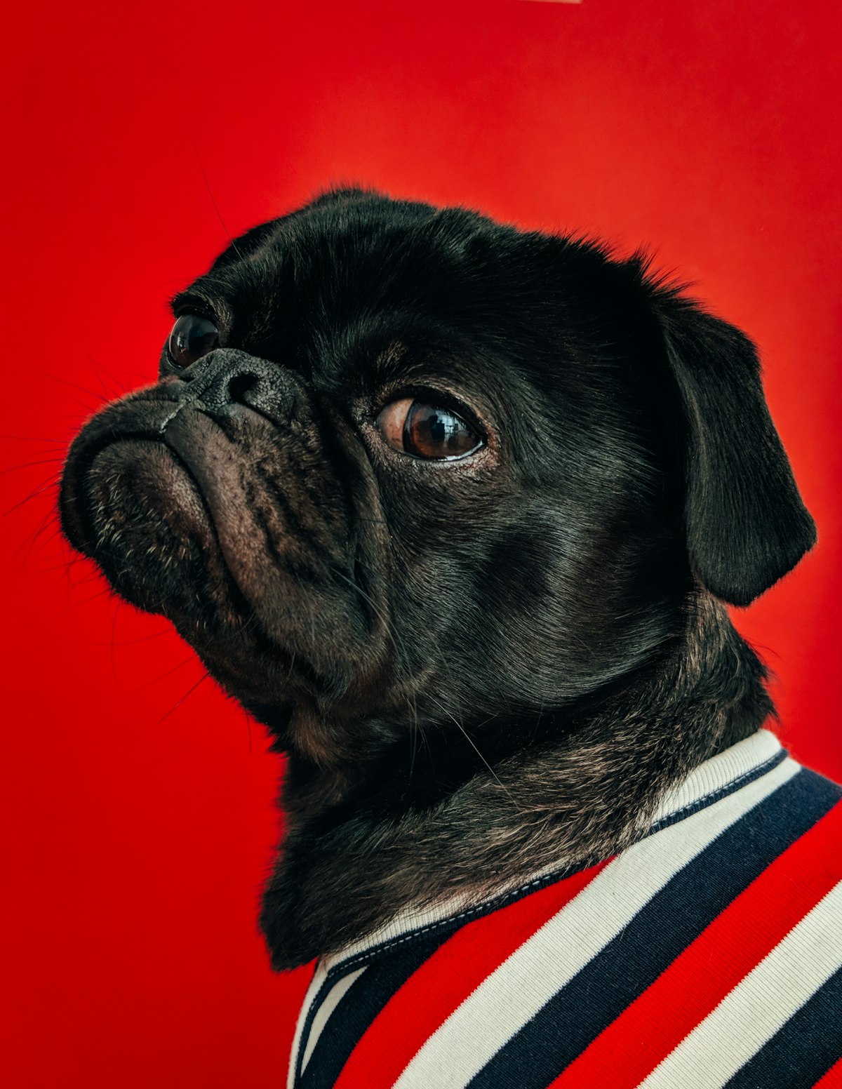 Pet ID Tag